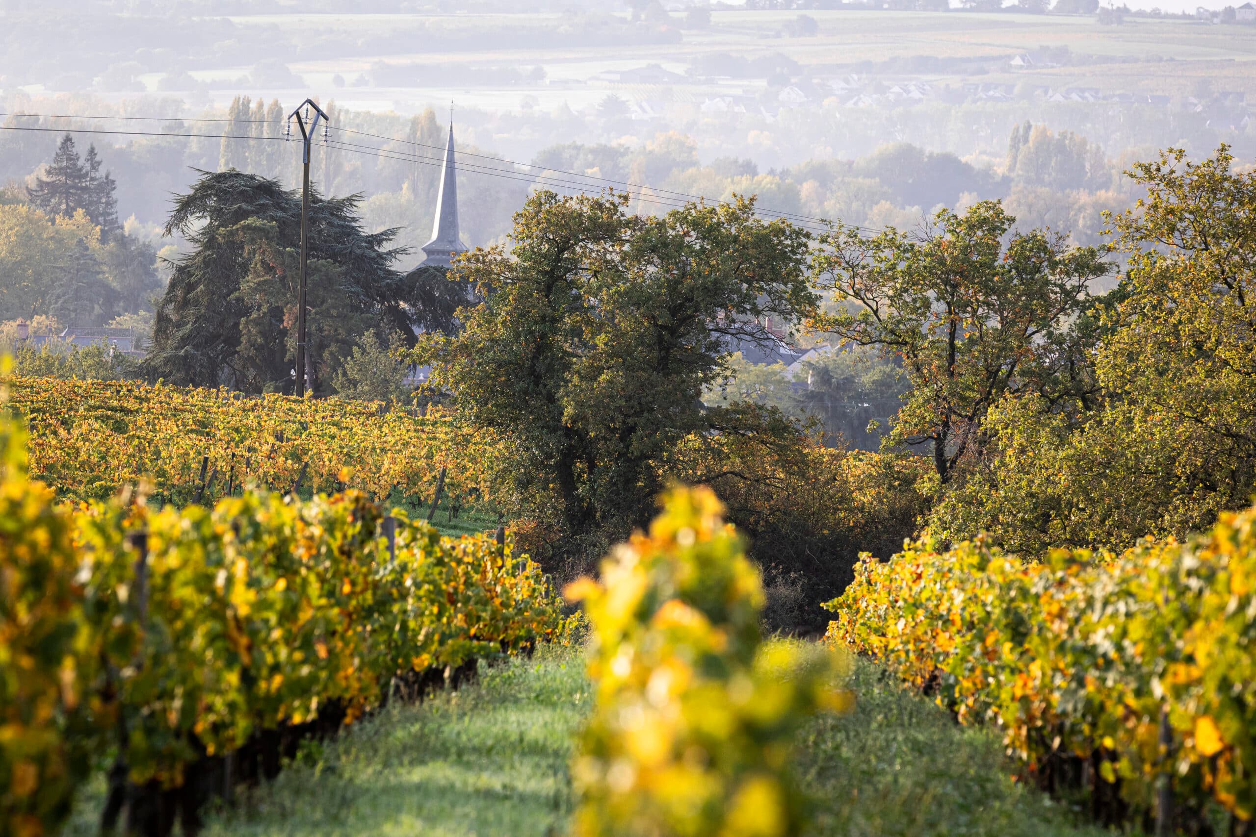 Paysage de Savennières